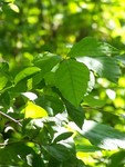 Leaves