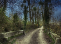Chantilly-lonely-path