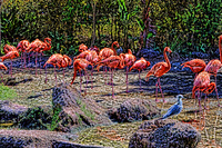 Dscflamingo