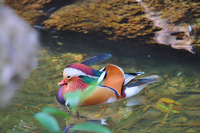 Dscduck
