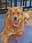 Imgpcdog