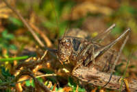 Hopper_hdr