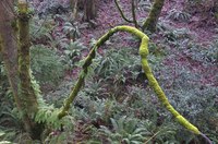 Forest_floor