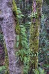 Wet_forest