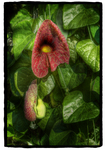 Chuck_vosburgh_dot_com--100