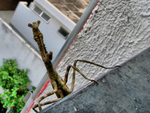 Howdy-neighbor-