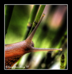 Snail
