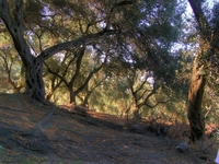 Olive_trees