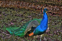 Peacockptx