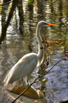 Ptmxhdrswan