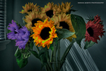 Sunflowers-wish-they-could-be-hdr-all-the-time