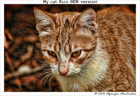 My_cat_rico_hdr__1024