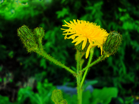 Dsc05136qwfi