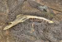 Moosejaw4