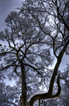 Turtle_creek_tree