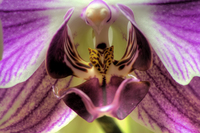 Orchid_macro