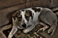 My_dog_graph_copy