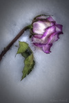 Snowrose1