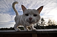 Aliencat