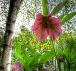 Christmas-rose