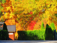 Img_2886_colorfoul_leaves_hdr
