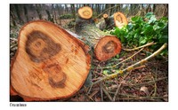C_era_un_bosco