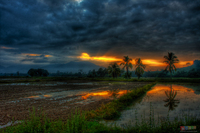 Sunrise-at-padi-field