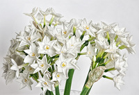 Flowers_focushdr2_fin_web