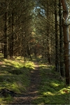 Woodland_light_casts_2b