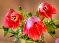 Tulipspsd2