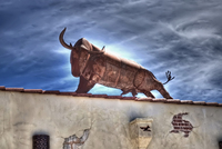 Chaparral_bull