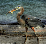 Heron_with_catch-hdrlr-1_copy