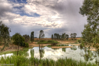 Mozzy_swamp_0015_3_4_net