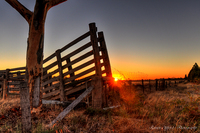 Cattle_yards__0012_0_1_net