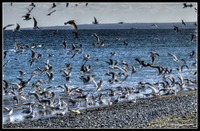 Hdrcreme-larus_ridibundus11