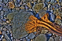 The_cling-on2_2_