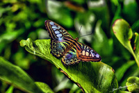 Butterfly_hdr