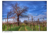 Finalmente_la_primavera