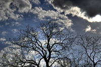 Cloudy_tree