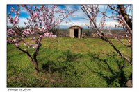 Ciliegi_in_fiore