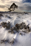 Lone_tree_1280
