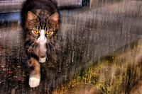 Katt_regn