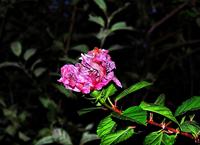 Dsc_1215t