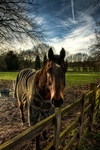 Hors
