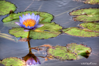 Water-flower