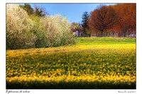 Esplosione_di_colori