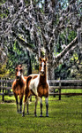 Ocala_hdr_06a