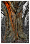 Golden_tree