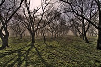 Orchard_2