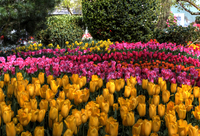 2010_tulip_festival_01